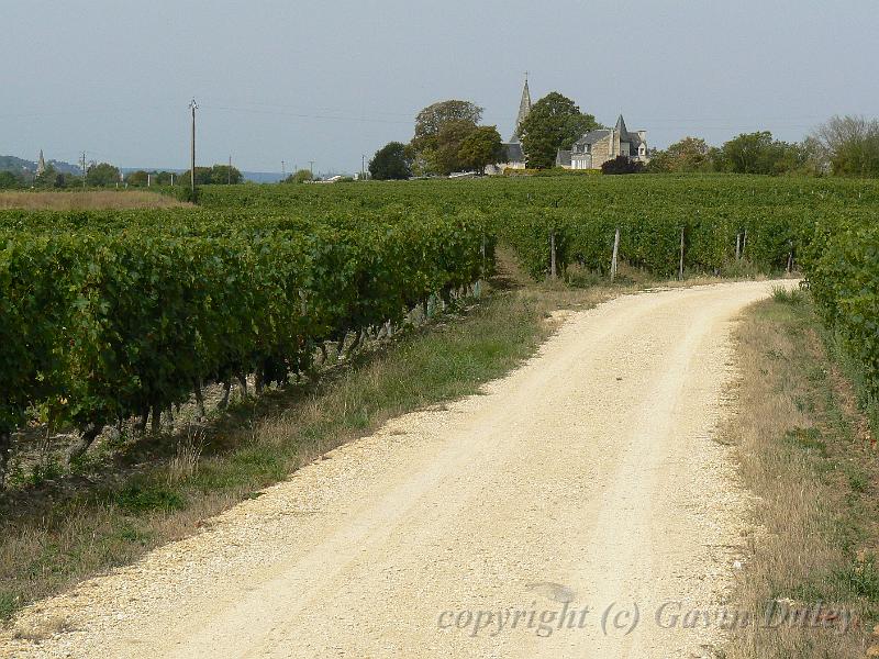 Vineyards near Saumur P1130374.JPG